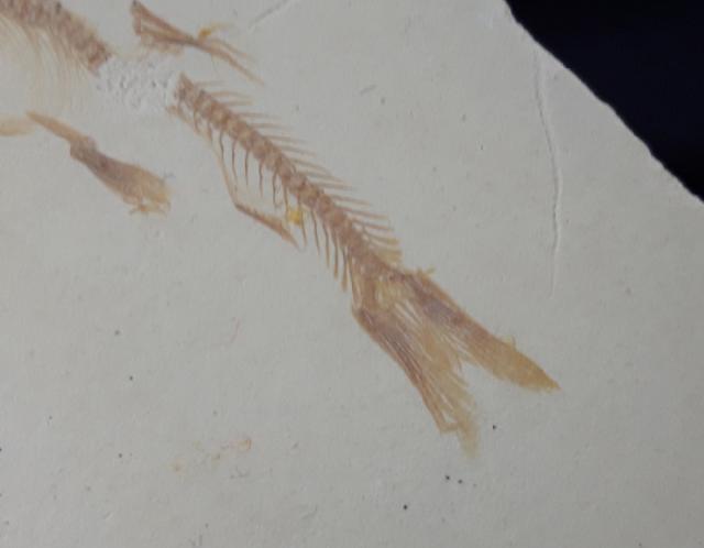 Leptolepides haertesi ARRATIA 1997 - Bild &copy; FossNet FossilienStore